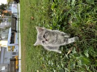 Yavru sağlıklı british shorthair
