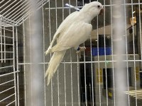 Beyaz Mutasyon Monk Papağanı Kusursuz Yapılı Evcil