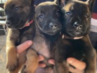 Safkan Irk Garantili Malinoisler