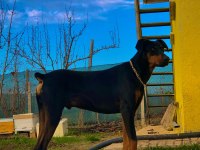 A Kalite Heykel Gibi Doberman Yavrular