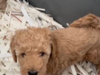 Muhteşem Poodle Bebekler