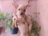 Mini pinscher yavrumuz