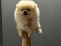 A Kalite Pomeranian Boo Köpeği Yavruları