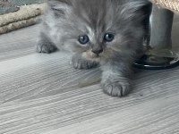 İki aylık british longhair İki yavru