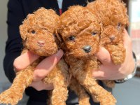 Safkan Kore Toy Poodle Red-Brown