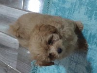 maltipoo yavrularımız