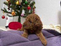Erkek toy poodle yavrumuz yeni ailesini aramakta