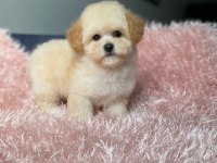 Poodle Ayarında F1 Maltipoo