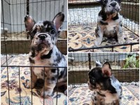 SEVİMLİ FRENCH BULLDOG YARAMAZLAR
