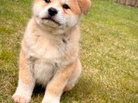 %100Safkan Japon Akita Yavruları 