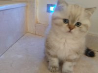 2 aylık british shorthair erkek yavru