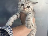 Erkek british shorthair