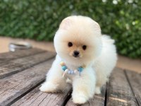 Pomeranian boo yavrular
