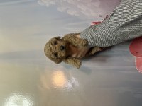 Toy poodle köpeği