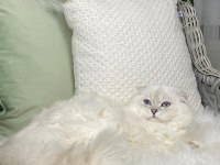 Özel Scottish Fold Longhair Erkek