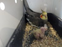 Tek yada çift damızlık sultan