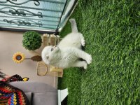 Üst kalite full şecereli scottish fold yavrular