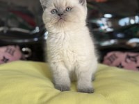 A kalite scottish fold ve british shorthair yavrularımız
