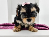 Aile ortamında bakılan yavru köpekler
