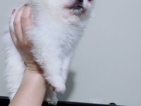 Pomeranian Dişi Prensesim