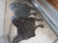 Leo ve Golge French Bulldog