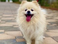 Orjinal ayı surat eğitimler tam pomeranian sahiplendirilecek