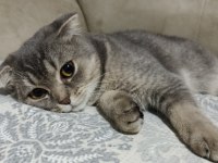 5 kg mamaya 5 aylık scottish fold dişi