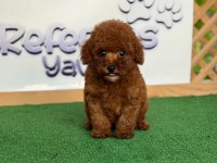 Toy Poodle Bebek Köpekler Referans Yavru
