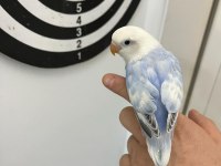 El besleme mutasyon cennet papağanı yeme düşmek üzere
