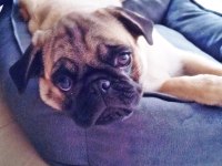 ACİL 4 AYLIK ERKEK YAVRU PUG