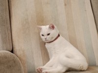 Çok uysal 5 aylık erkek british shorthair