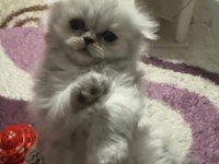 Dört Adet Scottish Fold Erkek Dişi