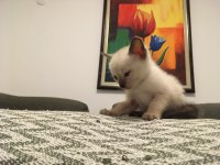 3 aylık safkan siyam kedisi