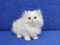 İstanbul içi 7/24 Adrese teslim longhair British ponçik 