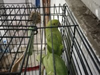 Pakistan papağanı evcil mevcuttur