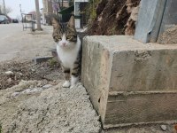 ÜCRETSİZ ev kedisi lili