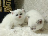 Sevimli british shorthair bebekler