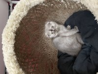 Scottish fold yavrumuz