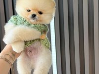 Irkın en iyilerinden tam pomeranian boo garantili