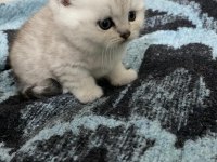MİNNOŞLAR SCOTTİSH STRAİGHT