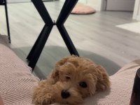Maltipoo 7 aylık dişi