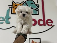Petmode den tea cup  kore kan maltese