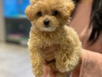 Toy Poodle Kalitesinde Maltipoo Yavruları