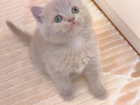 LİLAC DİŞİ YAVRU KEDİMİZ