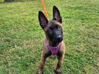 4 aylık son kalite üst düzey malinois