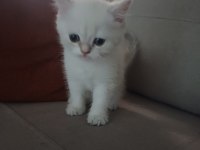 55 günlük erkek british shorthair bebek