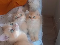 Full şecereli golden british longhair kardeşler