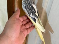 47 GÜNLÜK PİED SULTAN PAPAĞANI BEBEK