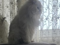 Ömürlük Yuva British Longhair Kedisi
