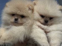 Petmode köpek çiftliğinden teddy face pomeranian